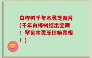 白桦树千年木灵芝图片(千年白桦树结出宝藏！罕见木灵芝惊艳亮相！)