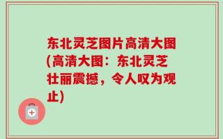 东北灵芝图片高清大图(高清大图：东北灵芝壮丽震撼，令人叹为观止)