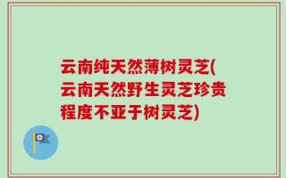 云南纯天然薄树灵芝(云南天然野生灵芝珍贵程度不亚于树灵芝)