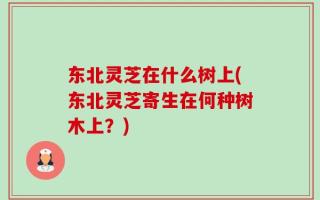 东北灵芝在什么树上(东北灵芝寄生在何种树木上？)