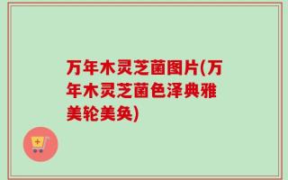 万年木灵芝菌图片(万年木灵芝菌色泽典雅 美轮美奂)
