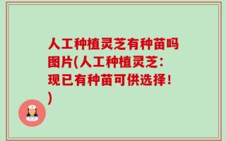 人工种植灵芝有种苗吗图片(人工种植灵芝：现已有种苗可供选择！)