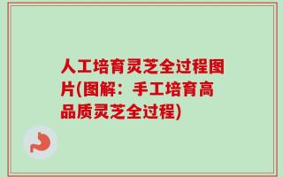 人工培育灵芝全过程图片(图解：手工培育高品质灵芝全过程)