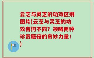 云芝与灵芝的功效区别图片(云芝与灵芝的功效有何不同？领略两种珍贵蘑菇的奇妙力量！)