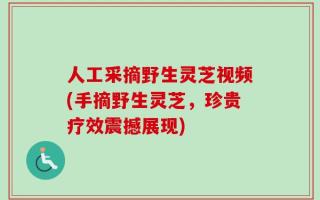 人工采摘野生灵芝视频(手摘野生灵芝，珍贵疗效震撼展现)