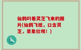 仙鹤叼着灵芝飞来的图片(仙鹤飞抵，口含灵芝，景象壮观！)