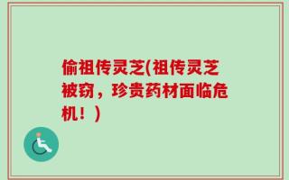 偷祖传灵芝(祖传灵芝被窃，珍贵药材面临危机！)
