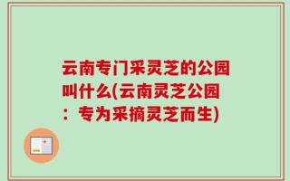 云南专门采灵芝的公园叫什么(云南灵芝公园：专为采摘灵芝而生)