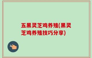 五黑灵芝鸡养殖(黑灵芝鸡养殖技巧分享)