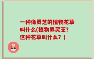 一种像灵芝的植物花草叫什么(植物界灵芝？这种花草叫什么？)