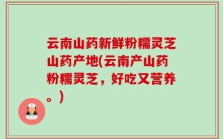 云南山药新鲜粉糯灵芝山药产地(云南产山药粉糯灵芝，好吃又营养。)