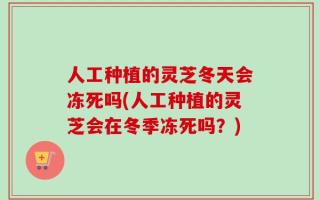 人工种植的灵芝冬天会冻死吗(人工种植的灵芝会在冬季冻死吗？)