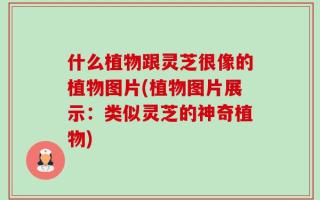 什么植物跟灵芝很像的植物图片(植物图片展示：类似灵芝的神奇植物)