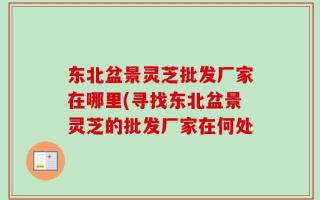 东北盆景灵芝批发厂家在哪里(寻找东北盆景灵芝的批发厂家在何处