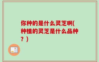 你种的是什么灵芝啊(种植的灵芝是什么品种？)
