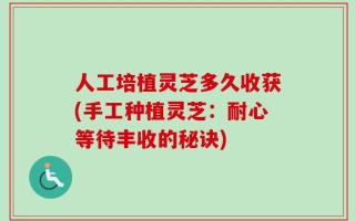 人工培植灵芝多久收获(手工种植灵芝：耐心等待丰收的秘诀)