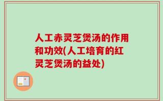 人工赤灵芝煲汤的作用和功效(人工培育的红灵芝煲汤的益处)