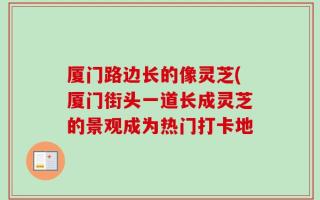 厦门路边长的像灵芝(厦门街头一道长成灵芝的景观成为热门打卡地