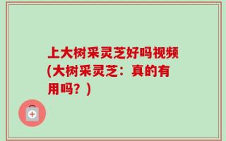 上大树采灵芝好吗视频(大树采灵芝：真的有用吗？)