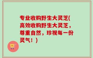 专业收购野生大灵芝(高效收购野生大灵芝，尊重自然，珍视每一份灵气！)