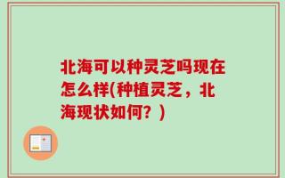 北海可以种灵芝吗现在怎么样(种植灵芝，北海现状如何？)