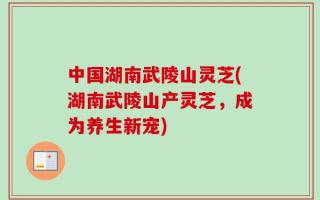 中国湖南武陵山灵芝(湖南武陵山产灵芝，成为养生新宠)