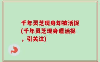 千年灵芝现身却被活捉(千年灵芝现身遭活捉，引关注)
