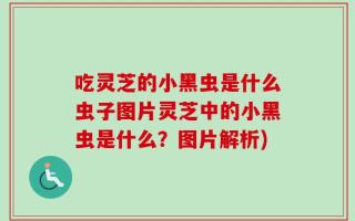 吃灵芝的小黑虫是什么虫子图片灵芝中的小黑虫是什么？图片解析)