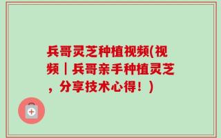 兵哥灵芝种植视频(视频｜兵哥亲手种植灵芝，分享技术心得！)