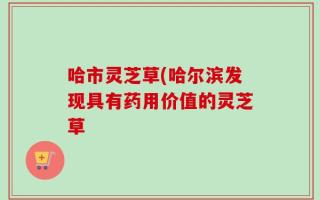 哈市灵芝草(哈尔滨发现具有药用价值的灵芝草
