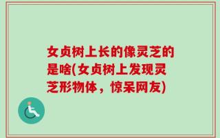 女贞树上长的像灵芝的是啥(女贞树上发现灵芝形物体，惊呆网友)