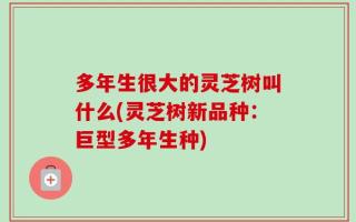 多年生很大的灵芝树叫什么(灵芝树新品种：巨型多年生种)