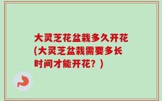 大灵芝花盆栽多久开花(大灵芝盆栽需要多长时间才能开花？)