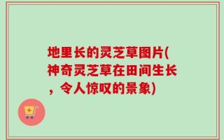 地里长的灵芝草图片(神奇灵芝草在田间生长，令人惊叹的景象)