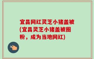 宜昌网红灵芝小猪盖被(宜昌灵芝小猪盖被圈粉，成为当地网红)