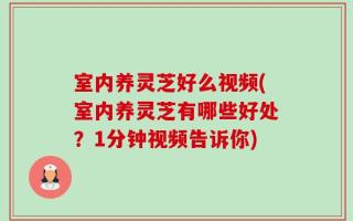 室内养灵芝好么视频(室内养灵芝有哪些好处？1分钟视频告诉你)