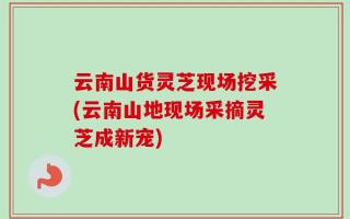 云南山货灵芝现场挖采(云南山地现场采摘灵芝成新宠)