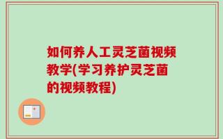 如何养人工灵芝菌视频教学(学习养护灵芝菌的视频教程)
