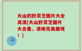 大山的野灵芝图片大全高清(大山野灵芝图片大合集，清晰完美展现！)