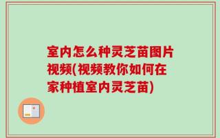 室内怎么种灵芝苗图片视频(视频教你如何在家种植室内灵芝苗)