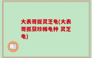 大表哥捉灵芝龟(大表哥抓获珍稀龟种 灵芝龟)