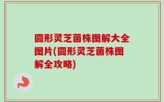 圆形灵芝菌株图解大全图片(圆形灵芝菌株图解全攻略)