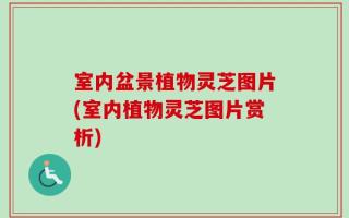 室内盆景植物灵芝图片(室内植物灵芝图片赏析)
