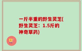一斤半重的野生灵芝(野生灵芝：1.5斤的神奇草药)