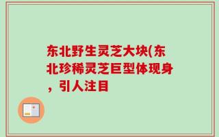东北野生灵芝大块(东北珍稀灵芝巨型体现身，引人注目