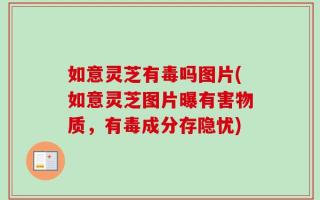 如意灵芝有毒吗图片(如意灵芝图片曝有害物质，有毒成分存隐忧)
