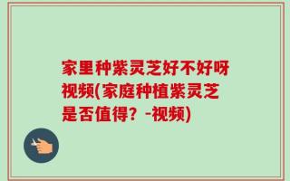 家里种紫灵芝好不好呀视频(家庭种植紫灵芝是否值得？-视频)