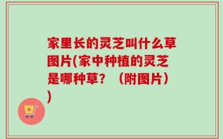 家里长的灵芝叫什么草图片(家中种植的灵芝是哪种草？（附图片）)