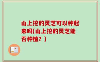 山上挖的灵芝可以种起来吗(山上挖的灵芝能否种植？)