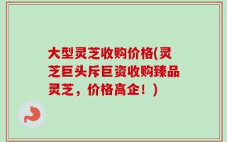 大型灵芝收购价格(灵芝巨头斥巨资收购臻品灵芝，价格高企！)